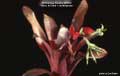 Billbergia Beadle #0880
