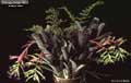 Billbergia Beadle #0888