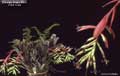 Billbergia Beadle #0888