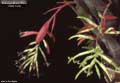 Billbergia Beadle #0888