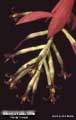 Billbergia Beadle #0888