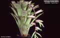 Billbergia Beadle #0889