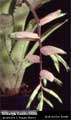 Billbergia Beadle #0889
