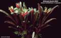 Billbergia Beadle #0891