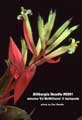 Billbergia Beadle #0891