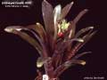 Billbergia Beadle #0892