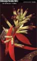 Billbergia Beadle #0892