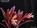 Billbergia Beadle #0898