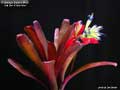 Billbergia Beadle #0898