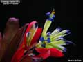 Billbergia Beadle #0898