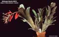 Billbergia Beadle #0912