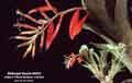Billbergia Beadle #0912