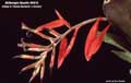 Billbergia Beadle #0912