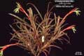Billbergia Beadle #0921