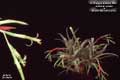 Billbergia Beadle #0921