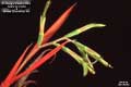Billbergia Beadle #0921