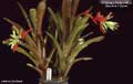 Billbergia Beadle #0924