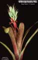 Billbergia Beadle #0924