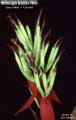 Billbergia Beadle #0924