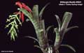 Billbergia Beadle #0941