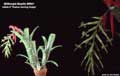 Billbergia Beadle #0941