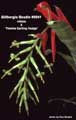 Billbergia Beadle #0941