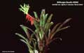 Billbergia Beadle #0948