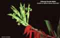 Billbergia Beadle #0948