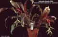 Billbergia Beadle #0950