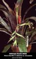Billbergia Beadle #0950