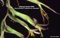 Billbergia Beadle #0950