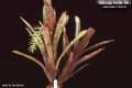 Billbergia Beadle #0961