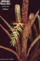 Billbergia Beadle #0961
