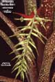 Billbergia Beadle #0961