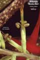 Billbergia Beadle #0961