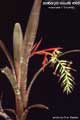 Billbergia Beadle #0963