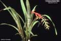 Billbergia Beadle #0963