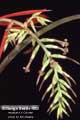 Billbergia Beadle #0963