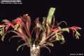 Billbergia Beadle #0966