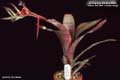 Billbergia Beadle #0966