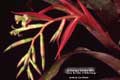 Billbergia Beadle #0966