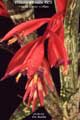 Billbergia Beadle #0973