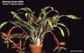 Billbergia Beadle #0983