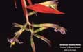 Billbergia Beadle #0983