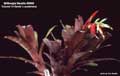 Billbergia Beadle #0985
