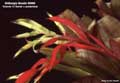 Billbergia Beadle #0985