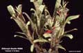Billbergia Beadle #0986