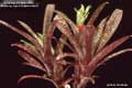 Billbergia Beadle #0991