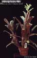 Billbergia Beadle #0991