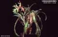 Billbergia Beadle #0994